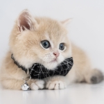 Sultan Cats Profile Photo - Breeder