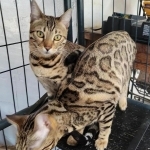 Patricia Profile Photo - Breeder