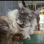 Michele Profile Photo - Cattery