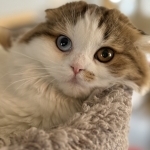 Julia Profile Photo - Breeder