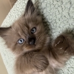 Tami Profile Photo - Breeder