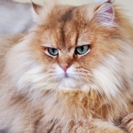 GoldenStoryCattery Profile Photo - Breeder