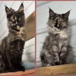 Nina Or Shayla Profile Photo - Breeder