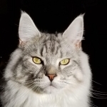 Maine Meow Profile Photo - Breeder