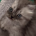 Michelle Profile Photo - Breeder