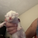 Michelle Profile Photo - Breeder