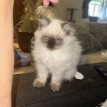 Michelle Profile Photo - Breeder