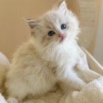 KittenCuties Cattery Profile Photo - Cattery