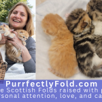 Cattery PurrfectlyFold Profile Photo - Breeder