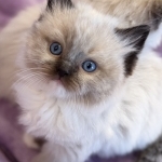 Patricia Profile Photo - Breeder