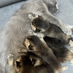 Natallia Profile Photo - Cattery