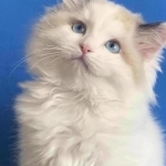 Elena Profile Photo - Breeder