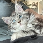 Michelle Bridges Profile Photo - Cattery