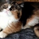 Laschel Profile Photo - Cat Lover