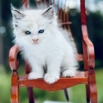 Frank Profile Photo - Breeder