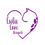 Lulu Love Bengals Profile Photo - Breeder