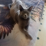 Clifton Profile Photo - Cat Lover