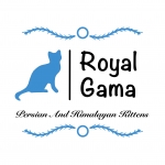 Renata G Profile Photo - Cattery