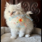 Dee Profile Photo - Cat Lover