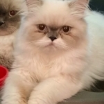 Michelle Profile Photo - Breeder