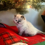 Greg Profile Photo - Breeder