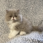 Donna Profile Photo - Cattery