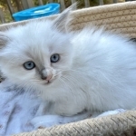 Fluffy Family Ragdolls Profile Photo - Breeder