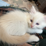 Fluffy Family Ragdolls Profile Photo - Breeder