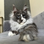Kristie Profile Photo - Cattery