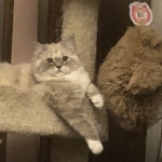 Cindy Profile Photo - Breeder