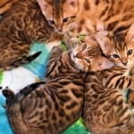 Tammi Profile Photo - Cat Lover