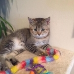 Margarita Profile Photo - Breeder