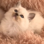 Diamond Elite Ragdolls Profile Photo - Breeder