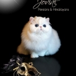 Jovial Persians Profile Photo - Cattery