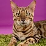 Vesna Profile Photo - Cattery