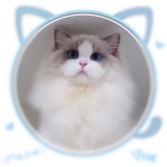 Harly Profile Photo - Cattery
