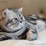 Hanna Profile Photo - Cattery