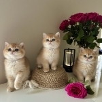 Jasmine&lowbar;blueeye1 Profile Photo - Breeder