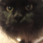 Bernie Profile Photo - Cat Lover
