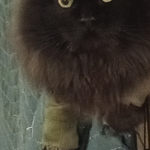 Bernie Profile Photo - Cat Lover