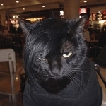 Dawson Profile Photo - Cat Lover