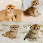 EliteScottish Profile Photo - Cattery