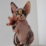 SmallTownSphynx Profile Photo - Cattery