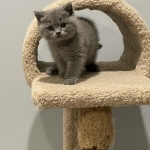 Barbara Profile Photo - Breeder