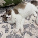 Hope Profile Photo - Cattery