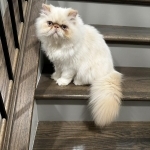 Lin Profile Photo - Cat Lover