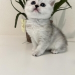 Yuan Profile Photo - Cat Lover