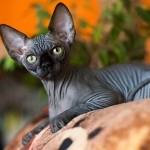 SPHYNX OF NYC Profile Photo - Cattery