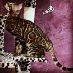 Smithpoint Bengals Profile Photo - Cattery