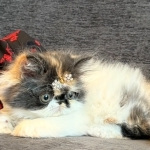 Shannon Profile Photo - Breeder